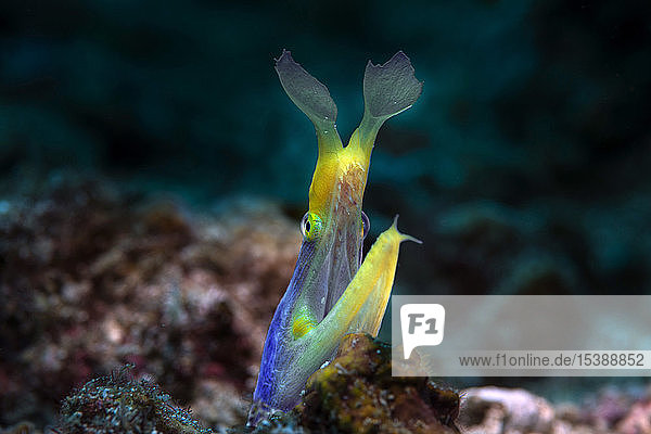 Blue Ribbon eel