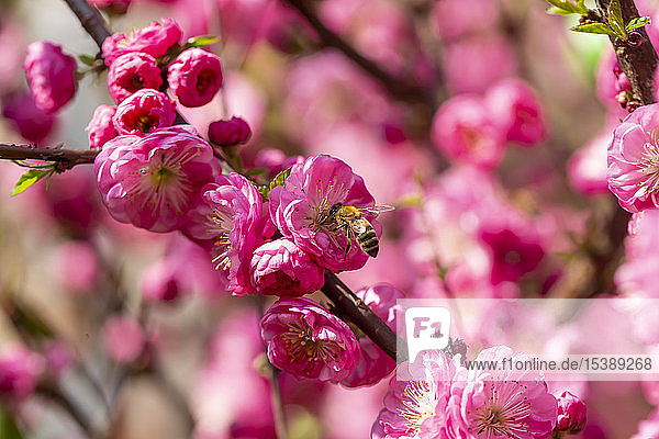 Biene auf rosa Mandelbaumblüte mit