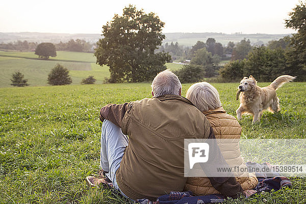 Rückenansicht eines älteren Ehepaares  das bei Sonnenuntergang auf einer Wiese sitzt und seinem Hund beim Spielen zusieht