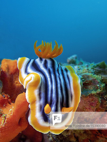 Pyjama slug  Chromodoris quadricolor