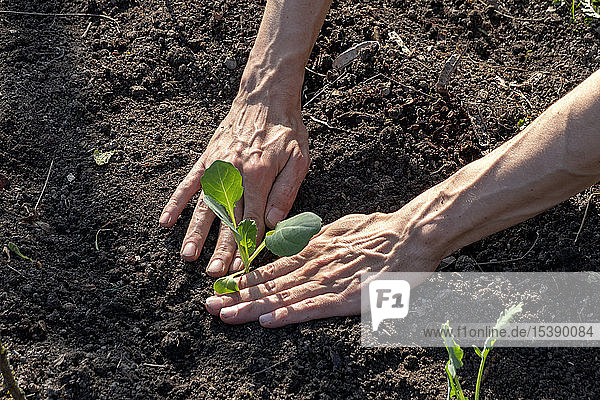 Man planting kohlrabi