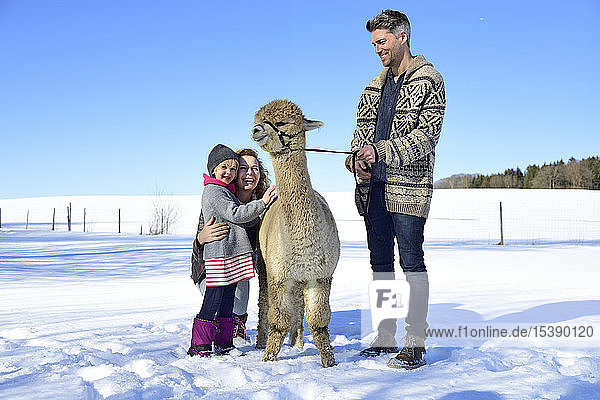 Glückliche Familie mit Alpaka auf einem Feld im Winter