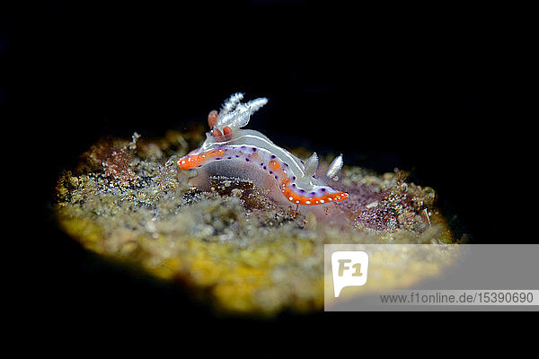 Chromodoridae  nudibranch