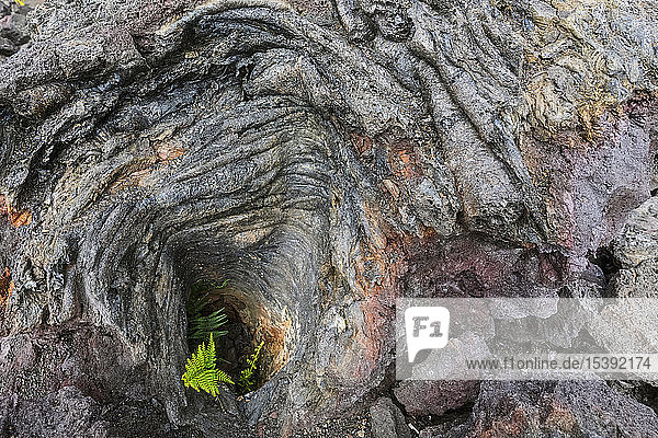 USA  Hawaii  Volcanoes National Park  fern growing on igneous rocks