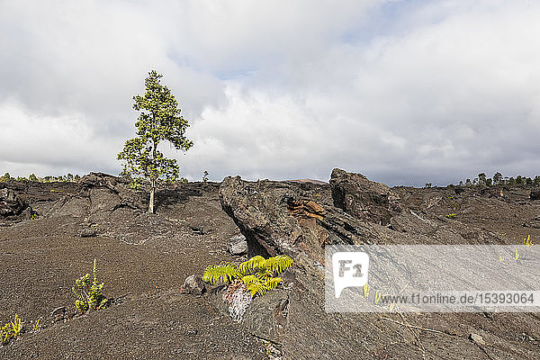 USA  Hawaii  Volcanoes National Park  Lavafelder entlang der Chain of Craters Road