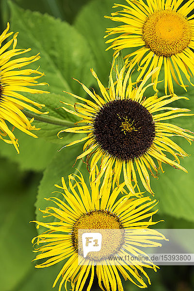 Inula helenium Nahaufnahme