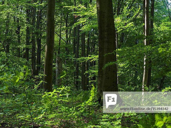 Das Waldgebiet Hainich in Thüringen  Nationalpark und Teil des UNESCO-Welterbes - Buchenurwälder der Karpaten und Alte Buchenwälder Deutschlands. Europa  Mitteleuropa  Deutschland  Thüringen.