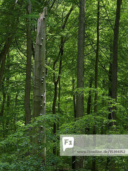 Totholz  grobes Totholz und umgestürzte Bäume im NP. Das Waldgebiet Hainich in Thüringen  Nationalpark und Teil des UNESCO-Welterbes - Buchenurwälder der Karpaten und Alte Buchenwälder Deutschlands. Europa  Mitteleuropa  Deutschland  Thüringen.