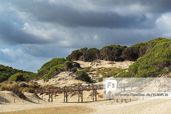 Regeneration reserve of sand dunes on the beach of Cala Mesquida Majorca Spain the sky is cloudy.