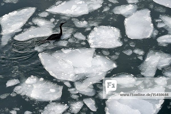 Drift Ice of Okhotsk Sea in Hokkaido  Japan  Asia.