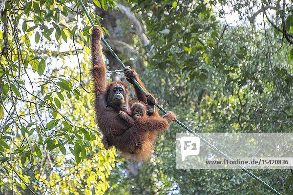 A Mother and Baby Orangutan ( Pongo pygmaeus ) Hanging on a Rope in Semengoh Rehabilitation Center Kuching Sarawak Borneo Malaysia.