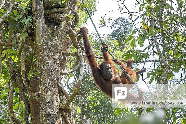 A Mother and Baby Orangutan ( Pongo pygmaeus ) Hanging on a Rope in Semengoh Rehabilitation Center Kuching Sarawak Borneo Malaysia.
