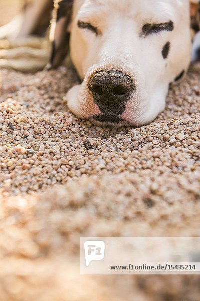 Dalmatian dog resting in garden