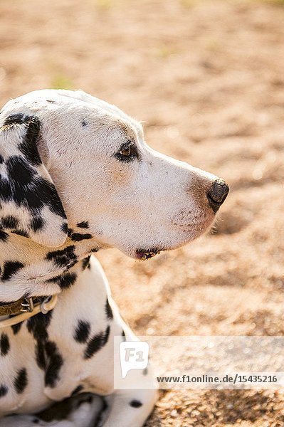 Dalmatian dog resting in garden