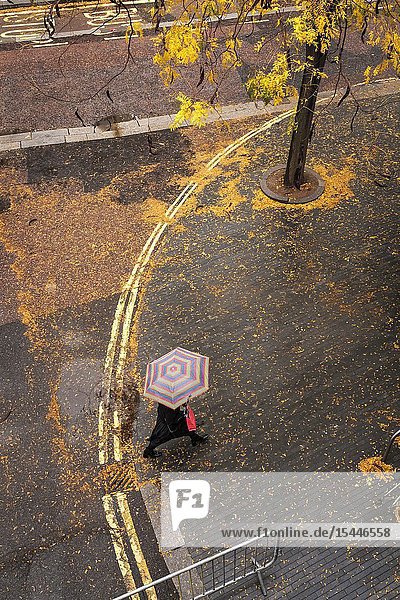 England London Belvedere Road- october colours Fallen leaves cover the wet pavement on a rainy day.