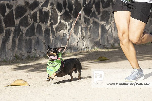 Las Palmas Gran Canaria Canary Islands Spain. 16th December 2018. Fun run for dogs and owners in Las Palmas the capital of Gran Canaria.