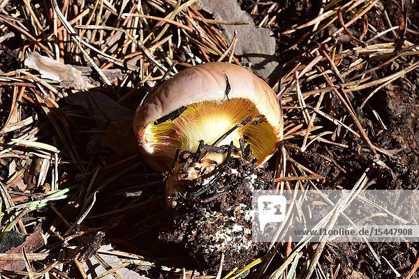Cortinarius odorifer is a fungus that grows in coniferous forests. This photo was taken in Serra de Busa  Lleida province  Catalonia  Spain.