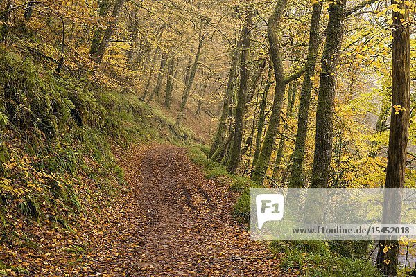 Pathway though autumn woodland at Shircombe Slade near Dulverton in the Exmoor National Park  Somerset  England.