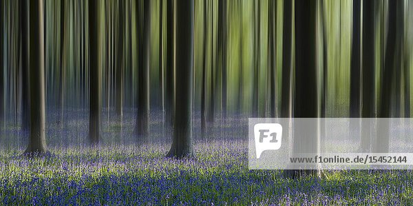 Dreamy bluebell woodland in spring.