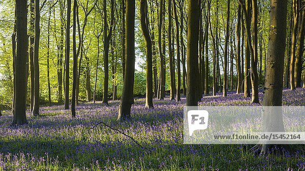 Spring morning sunlight in a bluebell woodland. North Somerset  England.