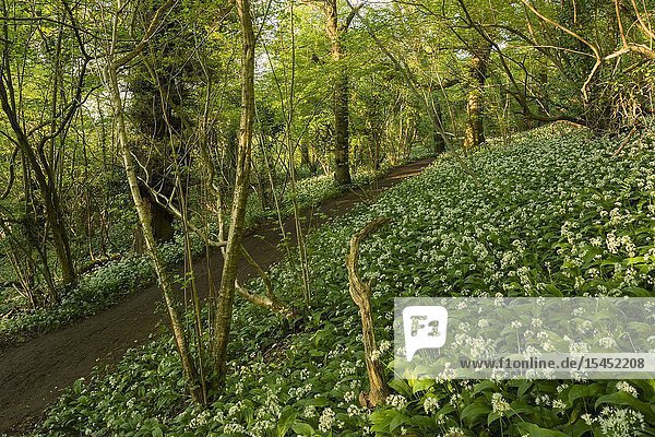Ramsons  or Wild Garlic  (Allium ursinum) in flower at Priors Wood  Portbury  North Somerset  England.