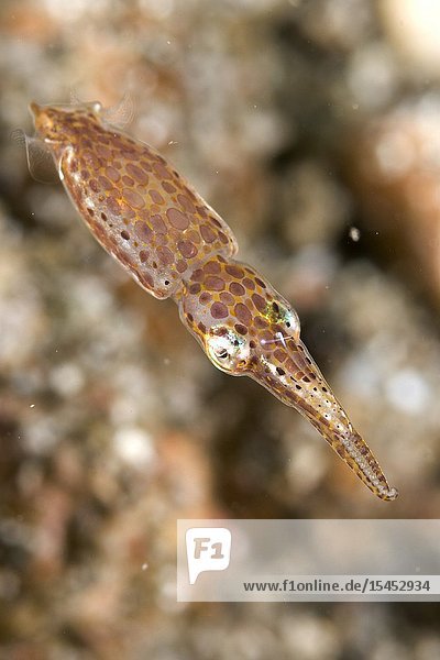 Pygmy Squid (Idiosepius sp  Idiosepiidae family)  Pantai Parigi dive site  Lembeh Straits  Sulawesi  Indonesia.