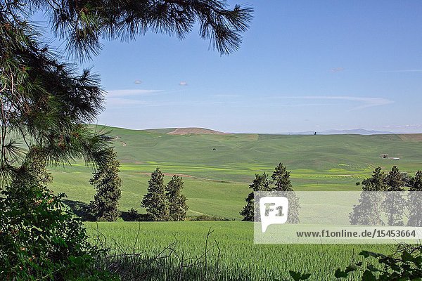 Kamiak Butte in Eastern Washington provides elevated views of the fertile and rich producive farmland known as the Palouse which sells wheat all over the world.