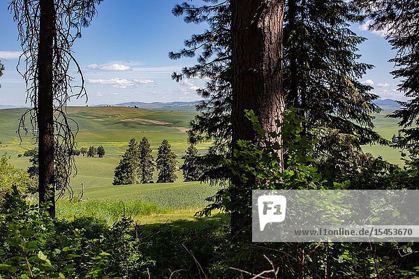 Kamiak Butte in Eastern Washington provides elevated views of the fertile and rich producive farmland known as the Palouse which sells wheat all over the world.