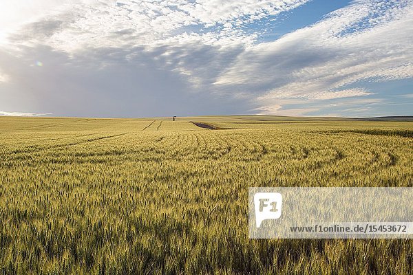 Oregon farm land helps provide bread to people all over the world.