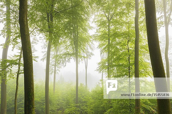 Beech forest on misty morning  Autumn  Nature Park  Spessart  Bavaria  Germany  Europe.