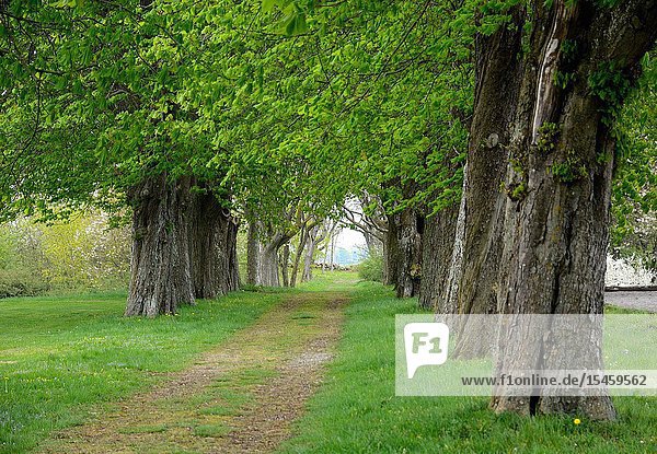 Parkway with old trees in Marsvinsholm  Scania  Sweden  Europe.