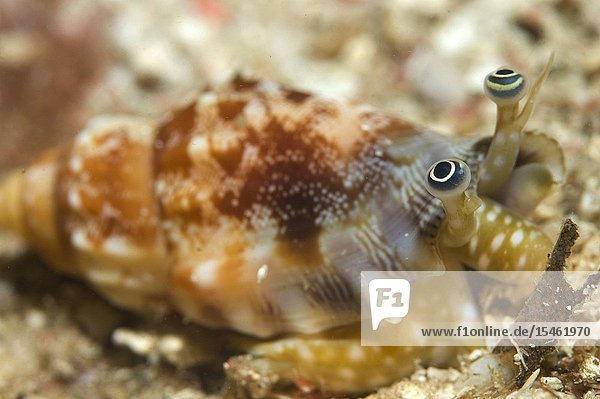 Toothed Conch (Tridentarius dentatus  Strombidae family) eyes  Kalabahi Bay  Alor  Banda Sea  Indonesia.