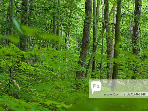 The woodland Hainich in Thuringia  National Park and part of the UNESCO world heritage - Primeval Beech Forests of the Carpathians and the Ancient Beech Forests of Germany. Europe  Central Europe  Germany  Thuringia.