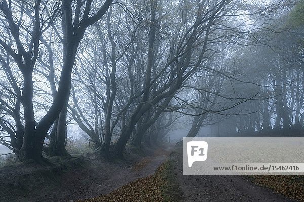 Trees in a misty autumn morning at Drove Road in the Quantock Hills near Crowcombe  Somerset  England.