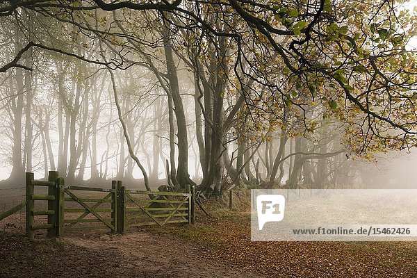 Trees in a misty autumn morning at Drove Road in the Quantock Hills near Crowcombe Somerset England.