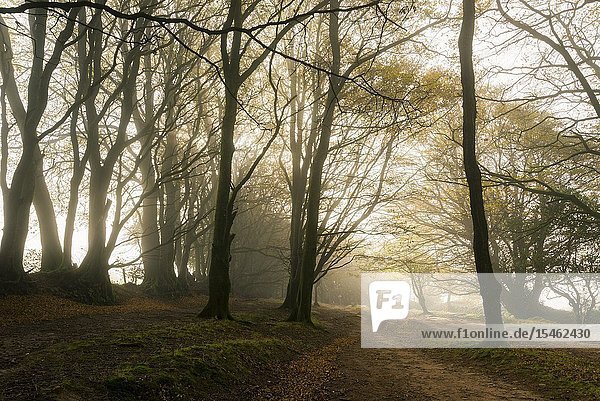Trees in a misty autumn morning at Drove Road in the Quantock Hills near Crowcombe  Somerset  England.