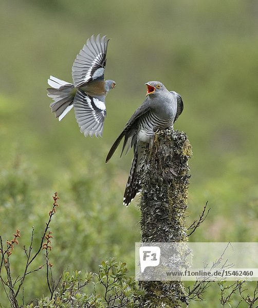 Chaffinch-Fringilla coelebs defends it's nesting site from male Cuckoo-Cuculus canorus.