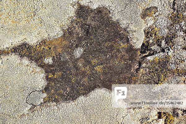 Buellia punctata (centrum  black)  Candelariella vitellina (Yellow) and Aspicilia intermutans (around  grey) are three crustoses lichens. This photo was taken in Alt Emporda  Girona province  Catalonia  Spain.