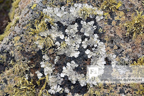 Parmelia tiliacea or Parmelina tiliacea (grey) a foliose lichen  surrounded by Ramalina sp. a fruticulose lichen. This photo was taken in Lanzarote Island  Canary Islands  Spain.