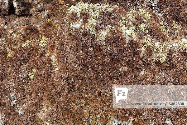 Orchilla (Roccella canariensis) is a fruticose lichen which provides a purple dye. This photo was taken in Lanzarote Island  Canary Islands  Spain.