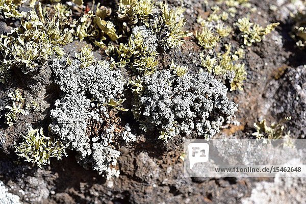 Stereocaulon vesuvianum is a fruticose lichen. This photo was taken in Lanzarote Island  Canary Islands  Spain.