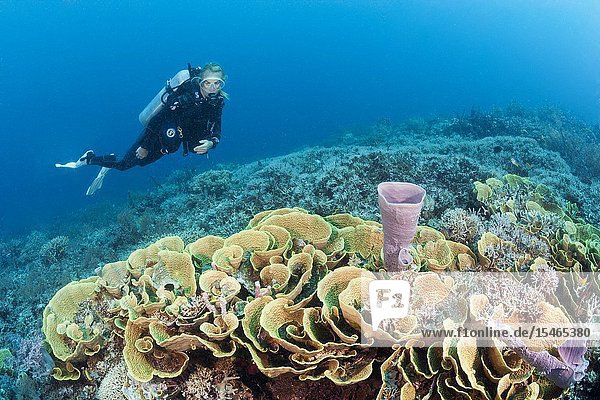 Reef of Lettuce Coral Turbinaria mesenterina Tufi Solomon Sea Papua New Guinea.