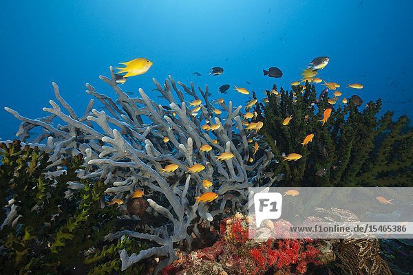 Anthias over Coral Reef Tufi Solomon Sea Papua New Guinea.