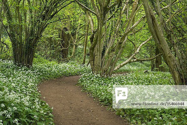 Pathway through Wild Garlic  or Ramsons (Allium ursinum) in Prior's Wood near Portbury in North Somerset  England.
