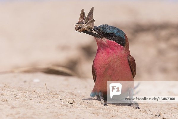 Southern Carmine Bee-eater (Merops nubicoides)  on the ground  with a moth in the beak  Zambezi River  Namibia  Africa.