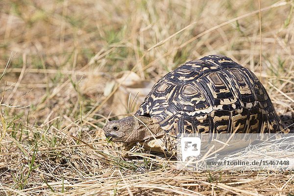 Africa  Southern Africa  Bostwana  Central Kalahari Game Reserve . Leopard tortoise (Stigmochelys pardalis)e.