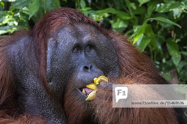 Male Bornean orangutan (Pongo pygmaeus) with full cheek pads Semenggoh Rehabilitation Center Sarawak Borneo Malaysia Southeast Asia Asia