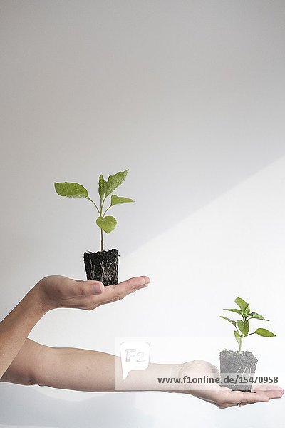 Woman holds young Aubergine (Solanum Melongena) and Peper (Capsicum Annuum) plants. Growth Concept.