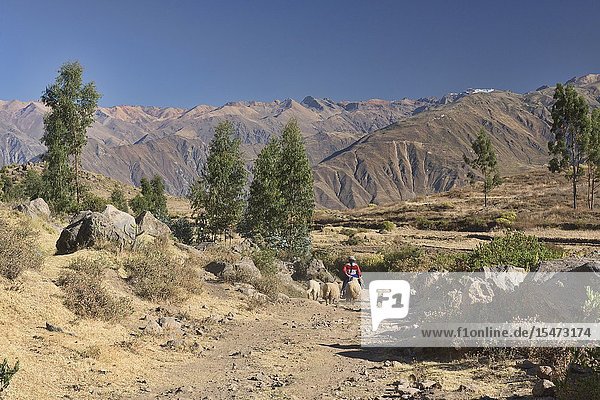 Indigenous woman and her sheep Colca Canyon Cabanaconde Peru.