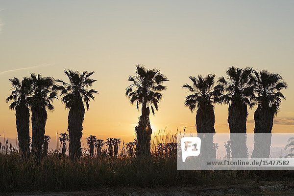 Desert Fan Palm (Washingtonia filifera). Nursery. At sunset. Environs of the Ebro Delta Nature Reserve Tarragona province Catalonia Spain.